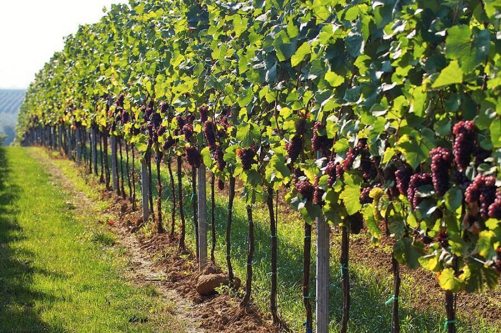 Adjuvants & Correctors