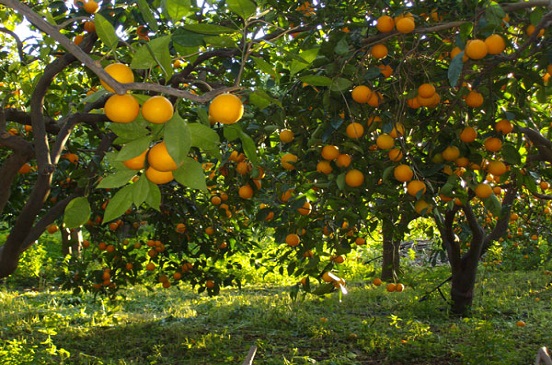 Crop Nutrition
