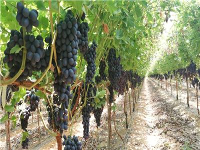 Grapes